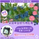 藍莓（五月底及七月上市）