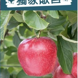 富士蘋果