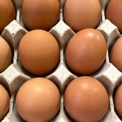 初卵蛋