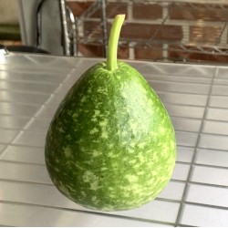 瓠瓜