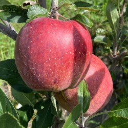 蜜蘋果（八月中上市）