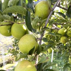 青龍蘋果（八月上市）