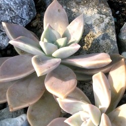 石蓮花