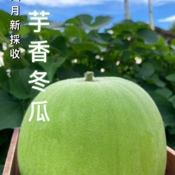 芋頭冬瓜