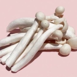 白精靈菇