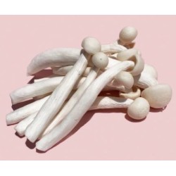 白精靈菇